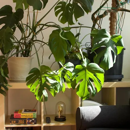 Apartment Typu Dolny Sopot